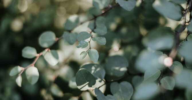 Ozempic in Florida: Effective Weight Loss Benefits image